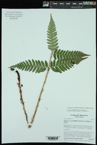 Dryopteris celsa image