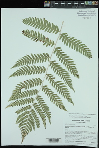 Dryopteris celsa image