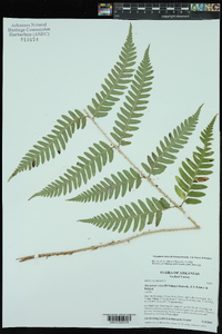 Dryopteris celsa image