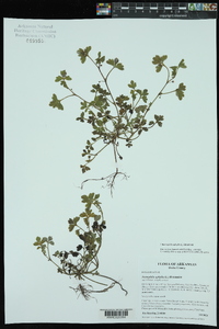 Nemophila aphylla image