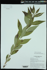 Lithospermum latifolium image