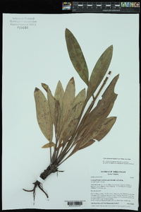 Cynoglossum zeylanicum image