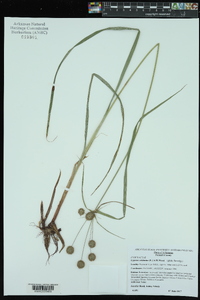 Cyperus echinatus image