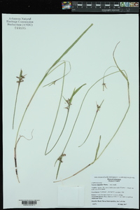 Scleria oligantha image