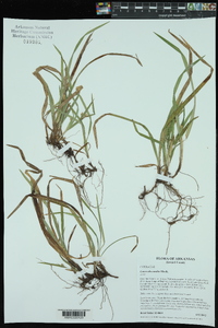 Carex abscondita image