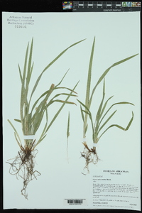 Carex abscondita image