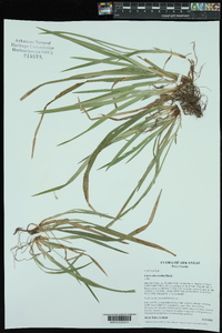 Carex abscondita image