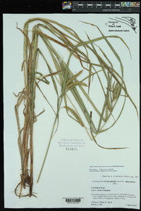 Carex crinita var. brevicrinis image