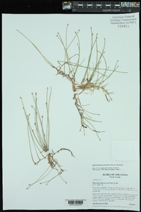 Eleocharis flavescens var. flavescens image