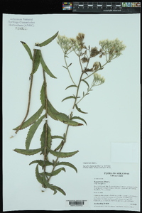 Eupatorium album image