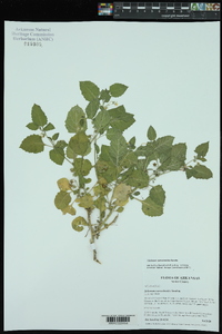 Solanum sarrachoides image