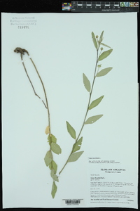 Sida rhombifolia image