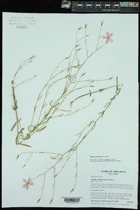 Sabatia campanulata image