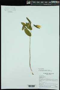 Uvularia perfoliata image