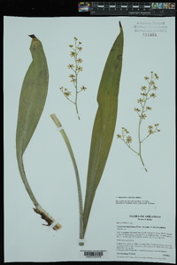 Veratrum hybridum image