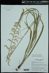 Stenanthium gramineum image