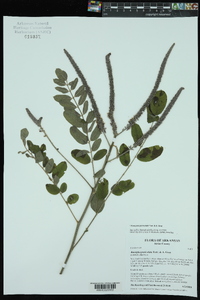 Amorpha paniculata image