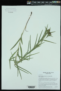 Liatris compacta image