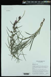 Liatris hirsuta image