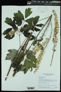 Actaea racemosa image