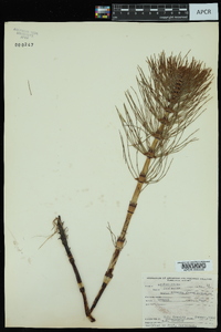 Equisetum arvense subsp. arvense image