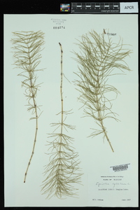 Equisetum sylvaticum image