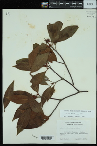 Illicium floridanum image