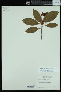 Illicium floridanum image