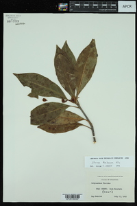 Illicium floridanum image