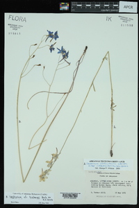 Delphinium treleasei image