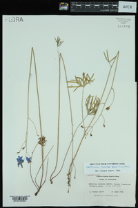 Delphinium treleasei image