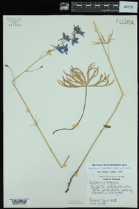 Delphinium treleasei image