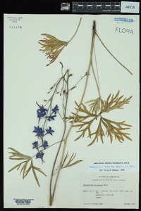 Delphinium treleasei image