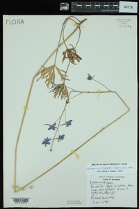 Delphinium treleasei image