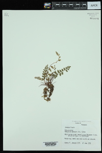 Asplenium bradleyi image