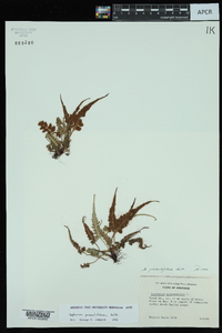 Asplenium pinnatifidum image