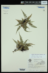 Asplenium x trudellii image