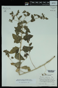 Mentzelia oligosperma image