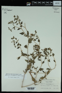 Mentzelia oligosperma image