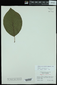 Magnolia acuminata image