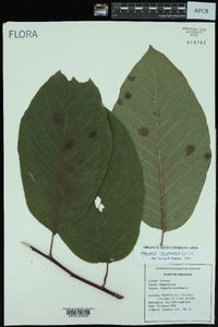 Magnolia acuminata image