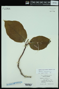 Magnolia acuminata image