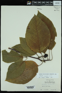 Magnolia acuminata image