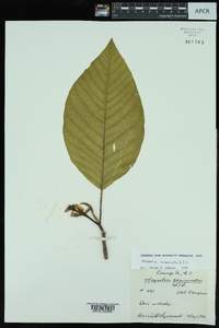 Magnolia acuminata image