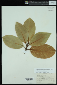 Magnolia grandiflora image