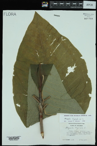 Magnolia tripetala image