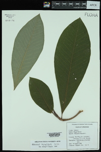 Magnolia tripetala image