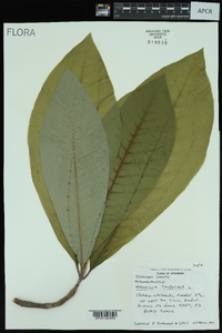 Magnolia tripetala image