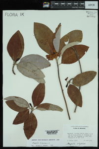 Magnolia virginiana image