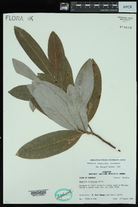 Magnolia virginiana image